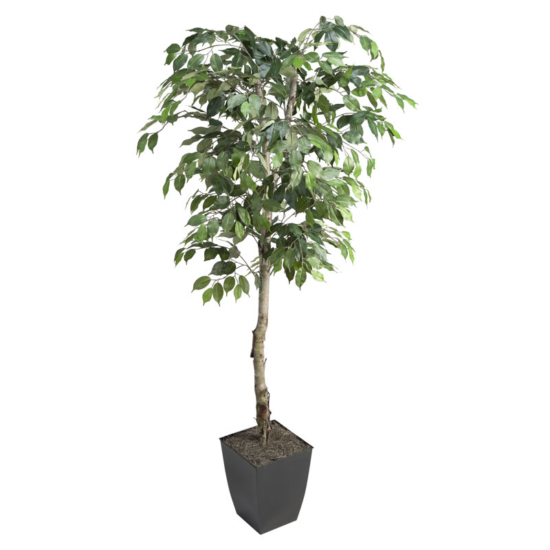  72'' Faux Ficus Tree in Planter