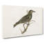 Starling by Von Wright - Wrapped Canvas-55318610