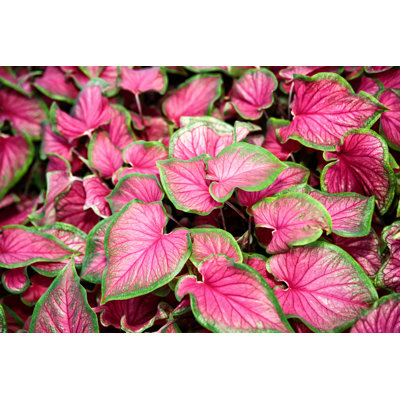 Caladium Elephant Ear Plant by Skodonnell - No Frame Art Prints on Canvas