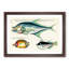 East Indies Fish Illustrations XXIX by Louis Renard - Picture Frame Graphic Art Print-55537255-55537260