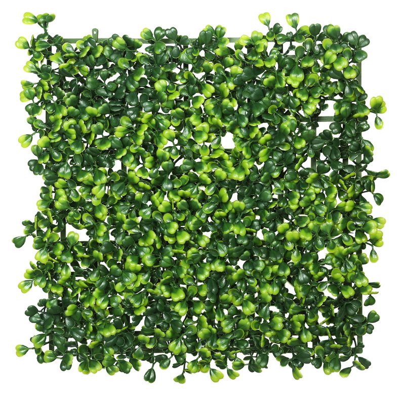 Plante buis matt