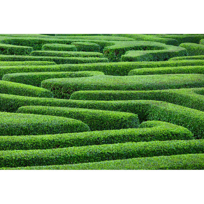 Plant Made Maze in Park Garden, H 20 po x l 30 po