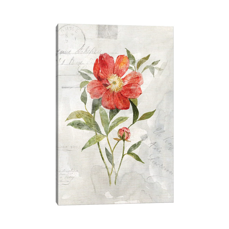 Linen Peony by Carol Robinson - Print on Canvas, Wrapped Canvas, 20.32 cm H x 30.48 cm W