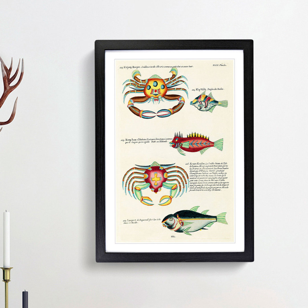 East Indies Fish & Crab Illustrations XLIX by Louis Renard - Picture Frame Painting Print
