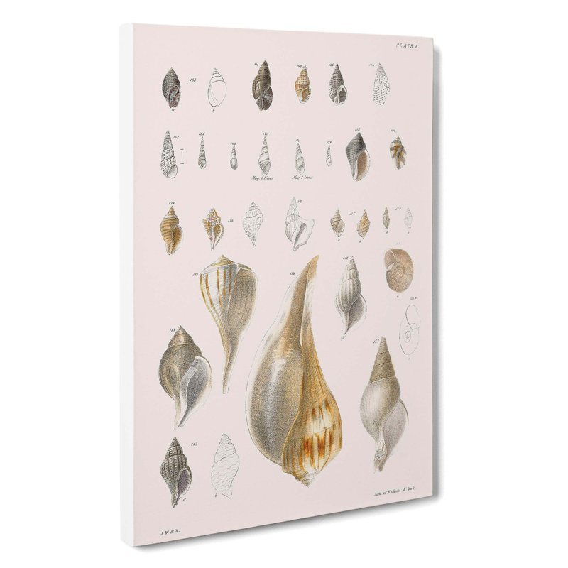 Types Of Seashells PL. 8 by J.E. De Kay - Wrapped Canvas, 50cm H x 35cm W x 3cm D