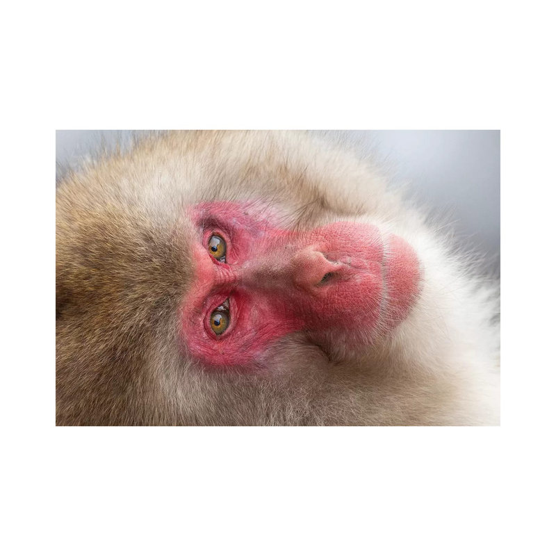 Snow Monkey Looking Back Japan by Mogens Trolle - Wrapped Canvas Print, 20.32 cm H x 30.48 cm W