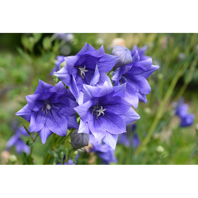 " Balloon Flower Double Blue ", 32" H x 48" W