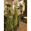 99cm Flowering Tree in Metal Planter