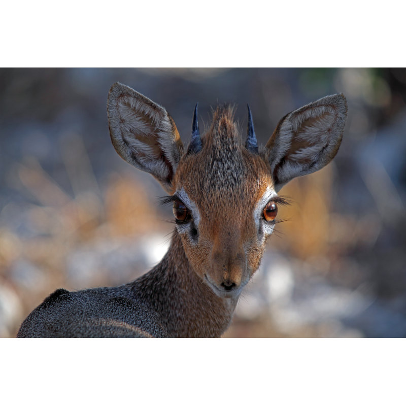 Dik Dik by Namibelephant, 8" H x 12" W