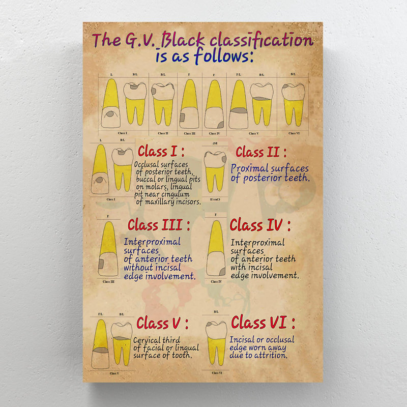 6 types de dents - la classification de V.V., H 36 po x l 24 po x P 2 po