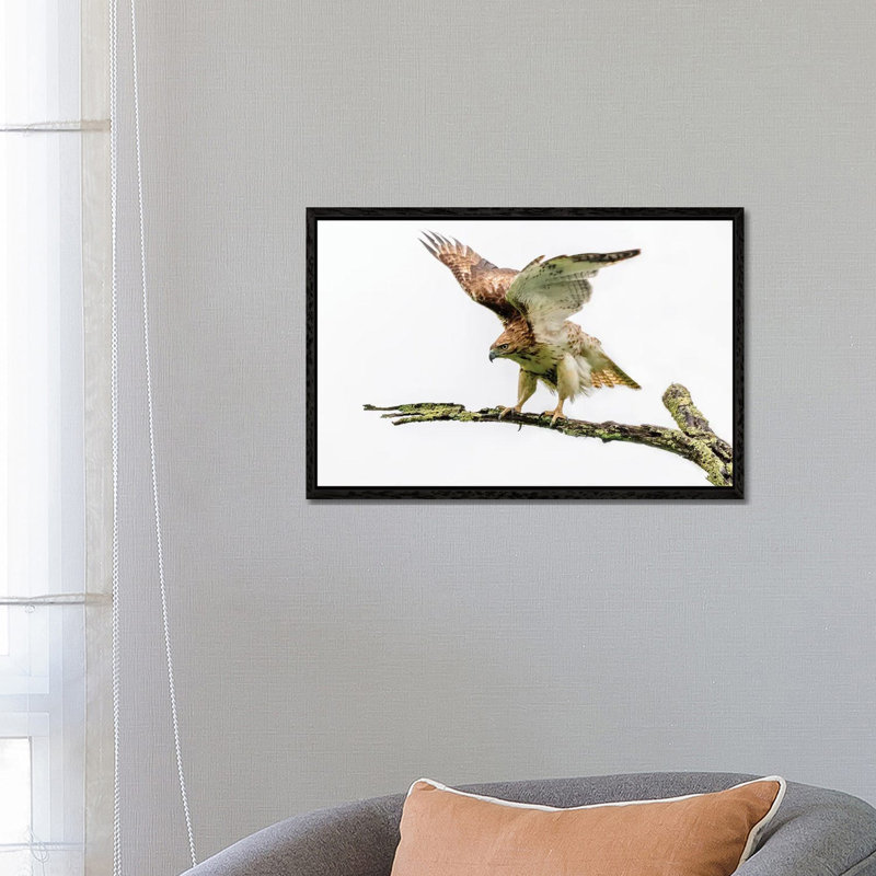 Stretch by David Gardiner - Print on Canvas, Black Framed, 66.04 cm H x 45.72 cm W
