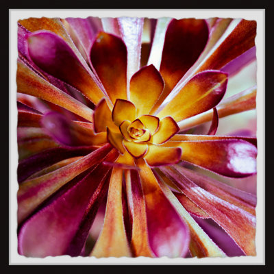 Exotic Succulent - Single Picture Frame Painting