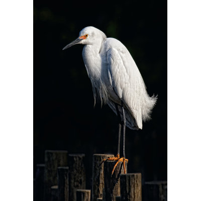Water Bird Glimpse IV by PHBurchett - Wrapped Canvas Art Prints
