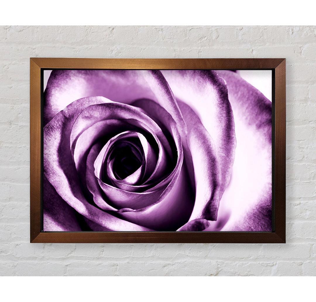 Purple Rose Delight - Einzelne Bilderrahmen Kunstdrucke