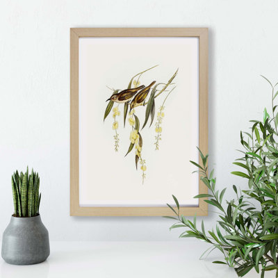 Brown Honeyeater Birds - Framed Print