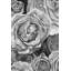 Roses en niveaux de gris | Décor de tapis blanc avec passe-partout