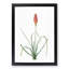 A Red Hot Poker Flower by Pierre-Joseph Redoute - Framed Print-55450986-55450987