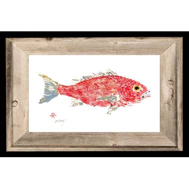 FishAye Trading Company Red Snapper Framed On Paper Print | Wayfair