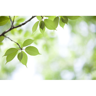 Fresh Leaves by Ooyoo - No Frame Art Prints on Canvas