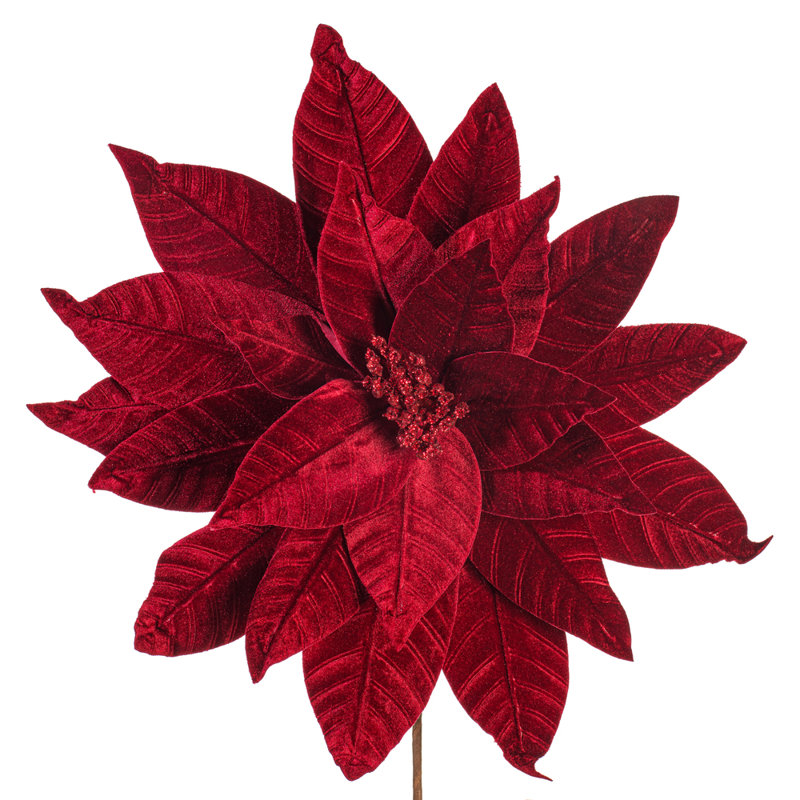Tiges de poinsettia Clementina, Bourgogne