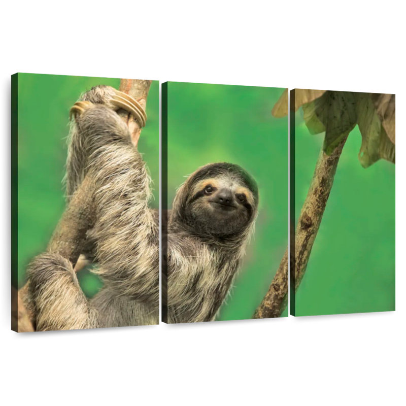 Brampt Clinging Sloth, 14" H x 23" W