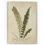 « botanique plate vi », reproduction d’impression sur toile tendue-22188549