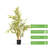 36 Inches Artificial Bamboo Tree In Nursery Pot