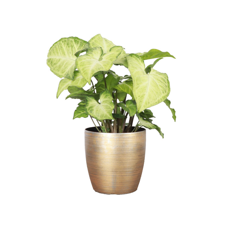 Live White Butterfly Plant in Classic Pot,  6'' H X 4'' W X 4'' D, Gold