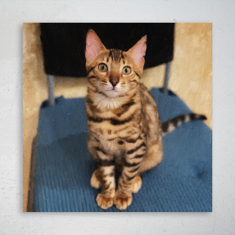 «Brown Tabby Cat On Blue Chair», reproduction d'art graphique sur toile tendue carrée 1 pièce, H 32 po x l 32 po