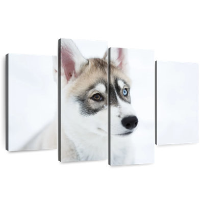Brampt Glaring Husky