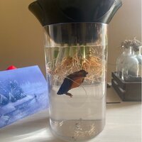 Archie & Oscar™ Chico 0.5 Gallon Aquaponic Betta Aquarium Bowl