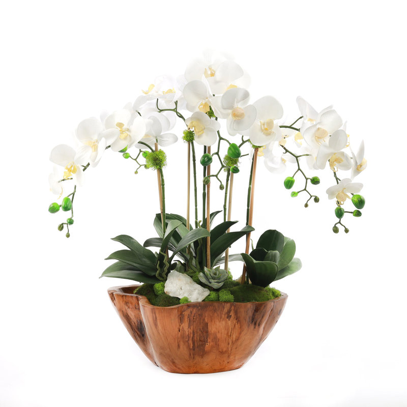 White Phalaenopsis Orchid Arrangement in Rustic Teak Planter