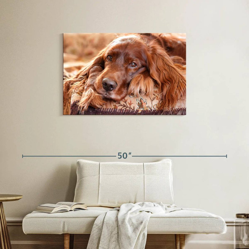 Setter irlandais Brampt, H 24 po x l 36 po