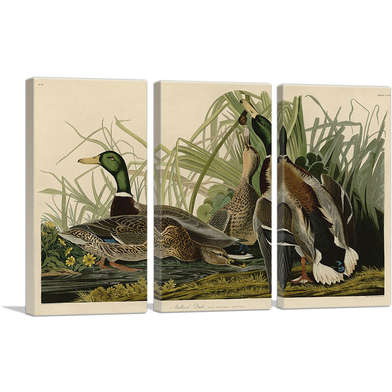 «Mallard Duck» par James Audubon - ensemble de 3 reproductions d'art sur toiles tendues, H 40 po x l 60 po x P 1,5 po