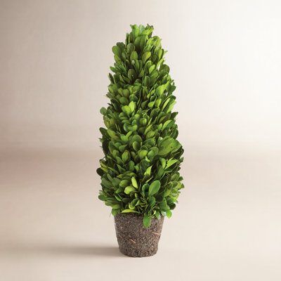 Alby Centerpiece in Pot