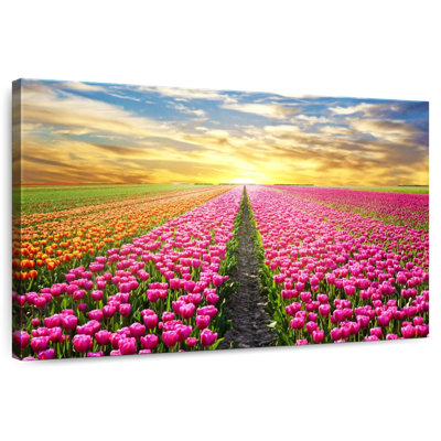 Champ de tulipes