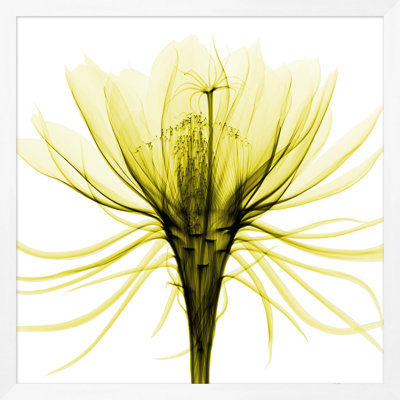 Hand-Picked Lime 2' Framed Graphic Art Print on Glass