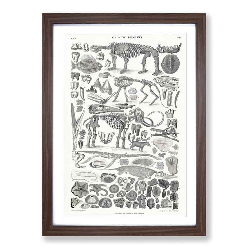 Fossils and Skeletons LXV by Oliver Goldsmith - Picture Frame Drawing Print on MDF, Walnut Framed, 65cm H x 48cm W x 2cm D