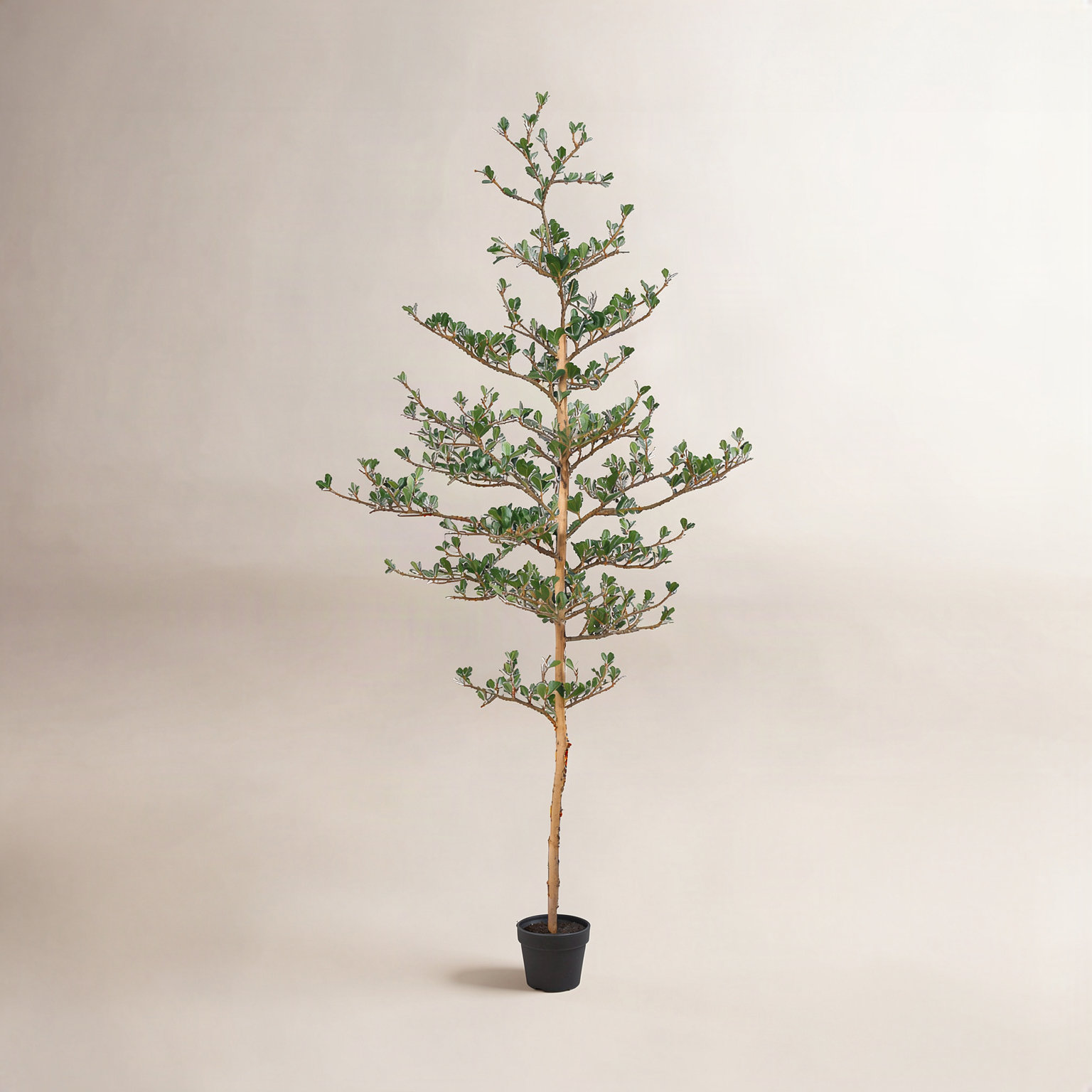 Adcock Olive Tree in Pot, 72" H x 22" W x 22" D