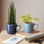 Denby Studio Blue Ridged Mugs