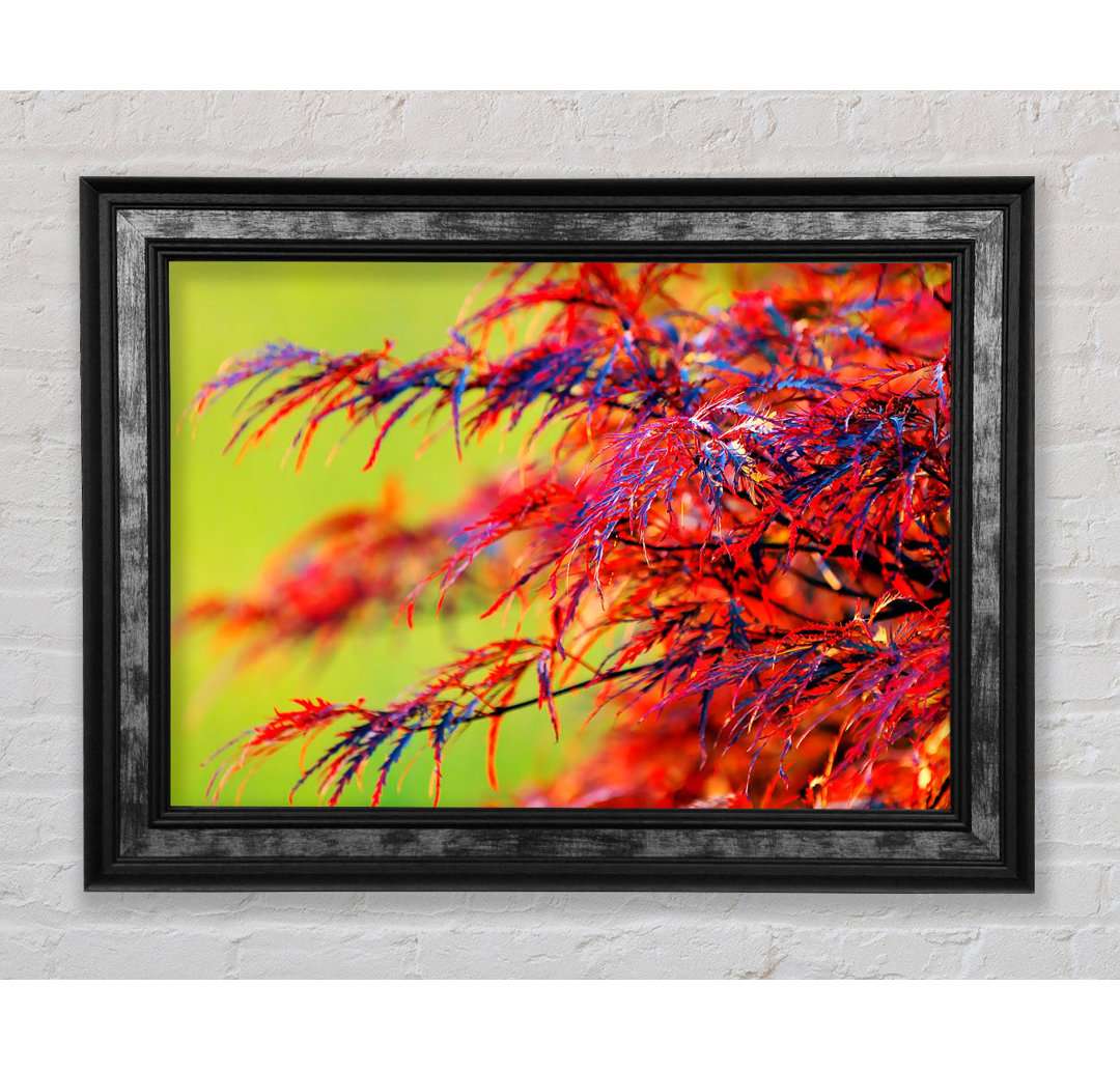 Red Leaves Shrub - Einzelner Bilderrahmen Kunstdrucke