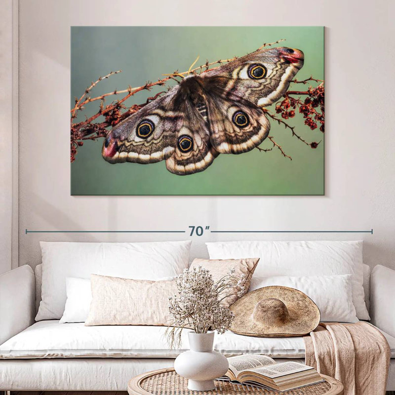 Papillon empereur Crowle
