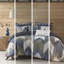 Édredon double / grand - Coton imprimé bleu marine, bourre, 2 taies décoratives pour une aventure romantique, double / grand, coton avec rembourrage-129906185-129906186