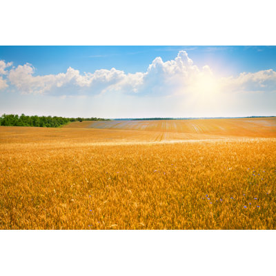 Wheat Field par Vvvita - Photographie sur toile tendue
