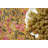 Pietrzak Tablecloth - Pink/Mustard - 71" x 71"-1606373464
