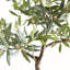 ENSEMBLE D'OLIVES 40 po