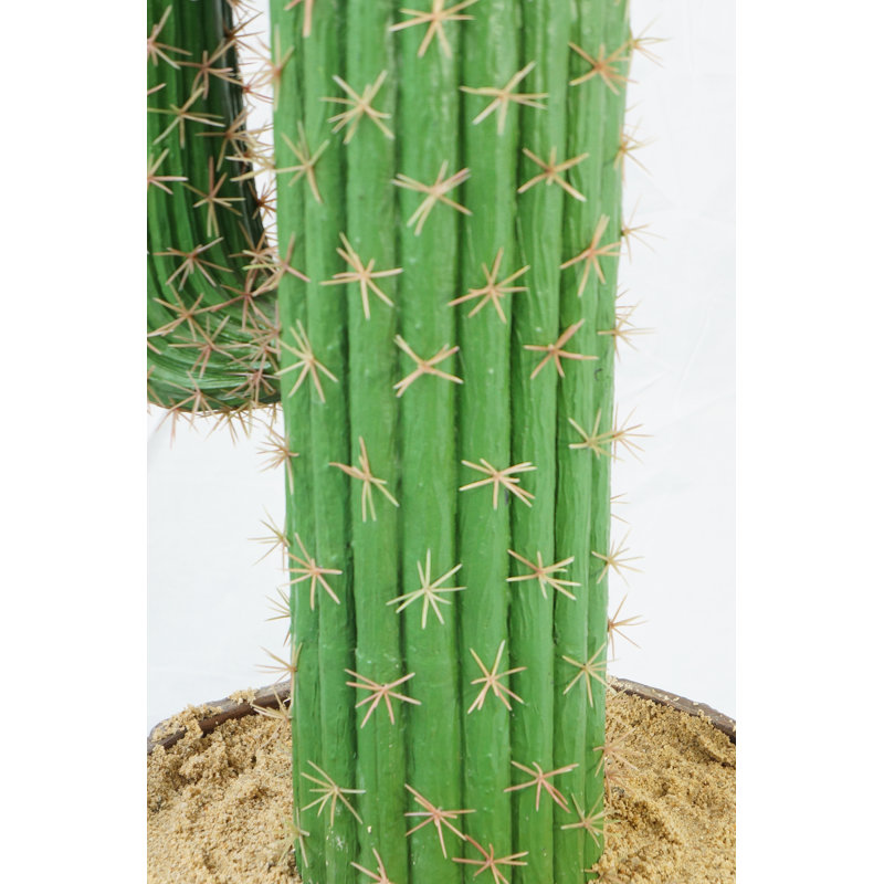 Succulent cactus intérieur / extérieur H 58 po Panama