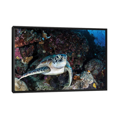 A Turtle Rests On A Ledge On A Coral Reef, North Sulawesi, Indonesia by Brook Peterson - Wrapped Canvas Gallery-Wrapped Canvas Giclée
