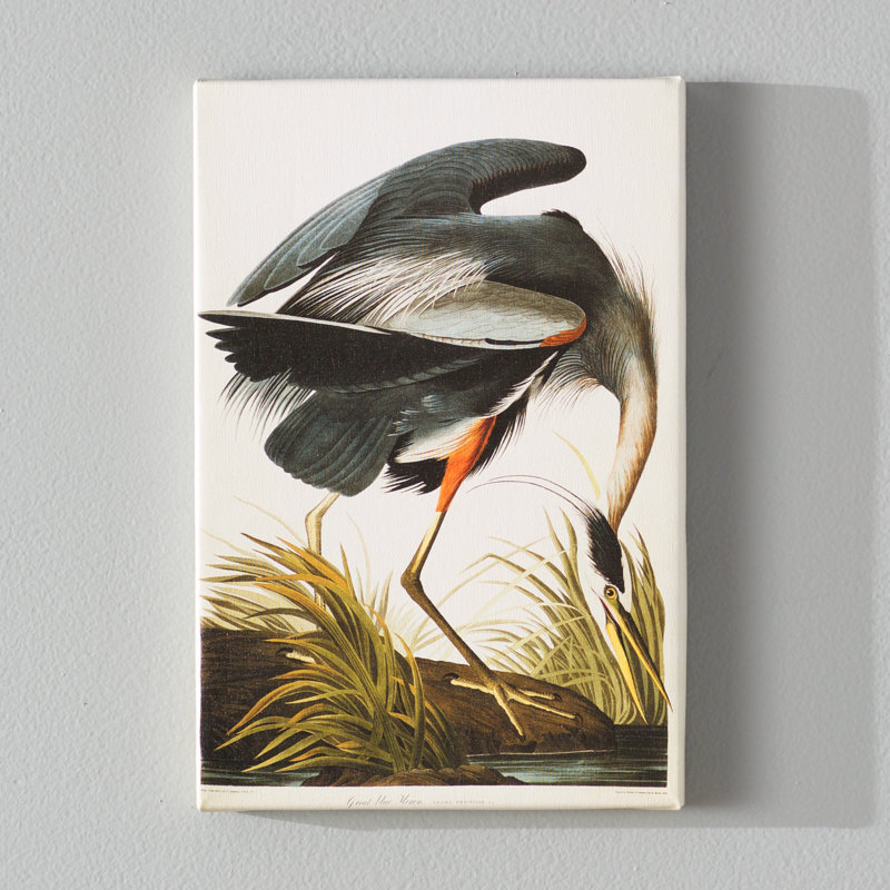 « great blue héron », impression sur toile tendue, H 60 po x l 40po x P 1,5 po