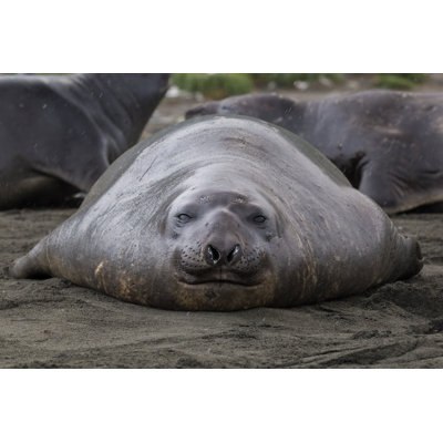 Elephant Seal On Shore - Wrapped Canvas Print